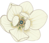 A single cream-colored flower with delicate yellow and green accents in the center, illustrated in a clean, graphic style on a solid white background.